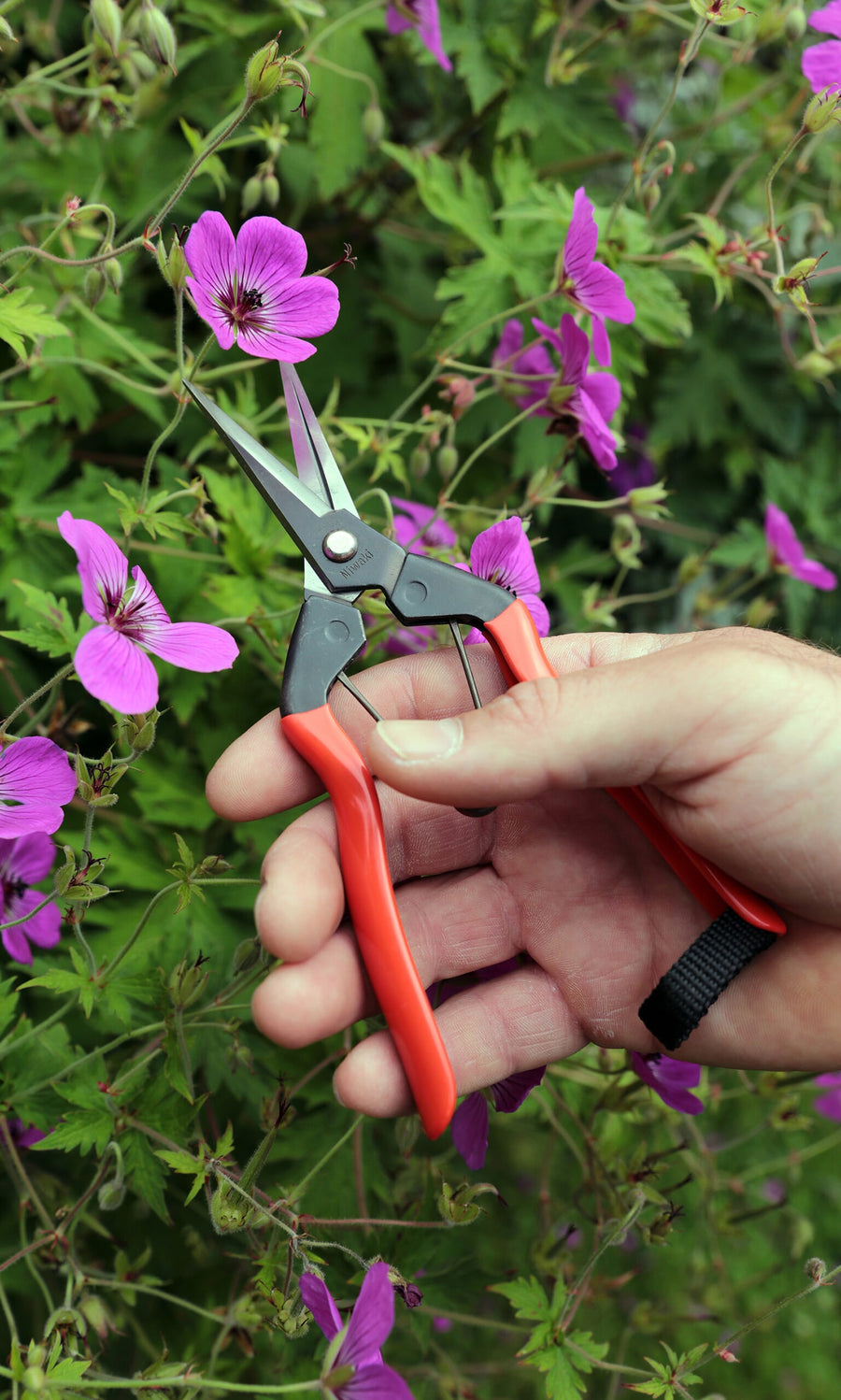 Plümo- Hand using Red garden snips to prune a stem of purple flowers among green foliage.