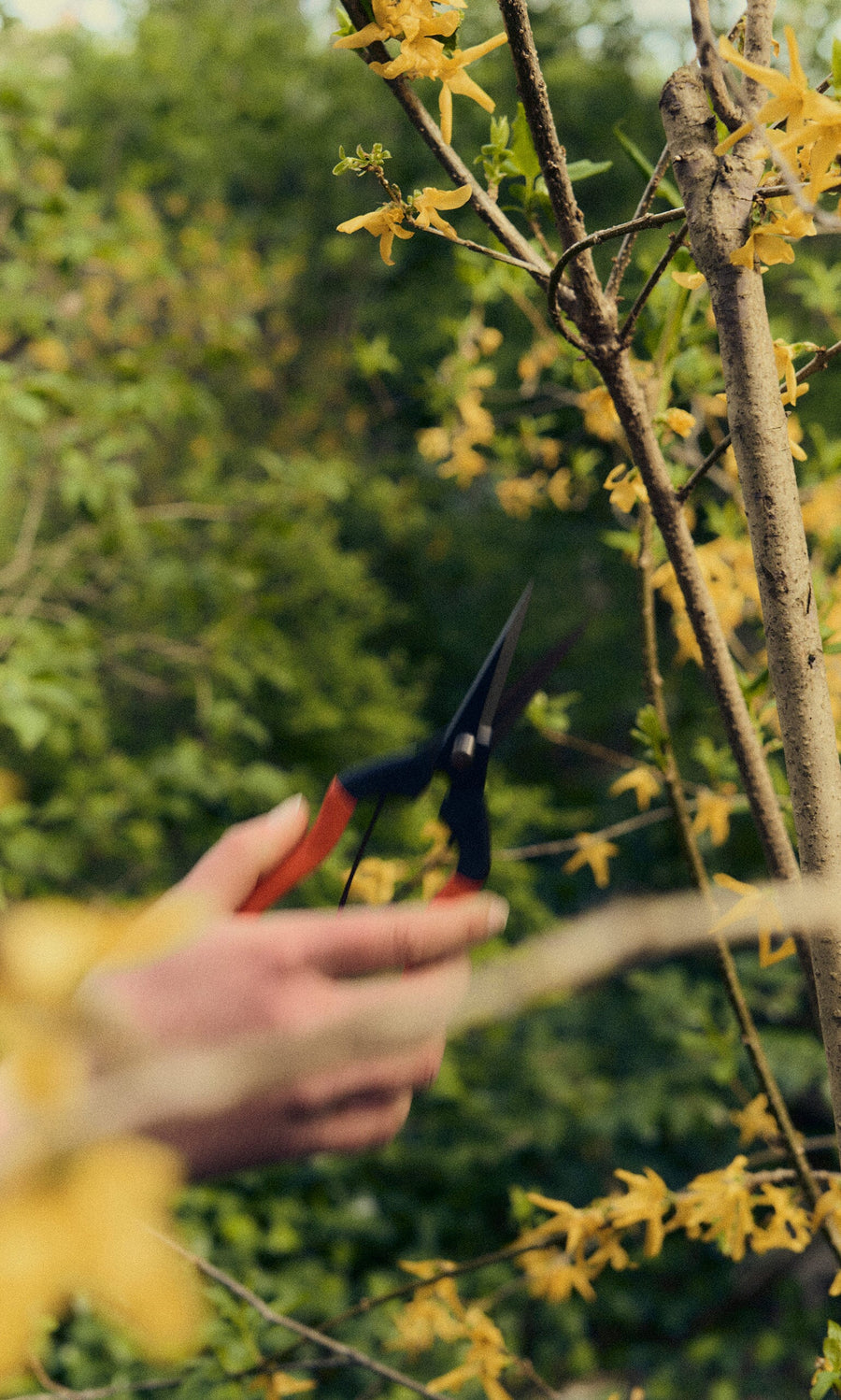 Plümo- A person uses Red garden snips to trim a branch with yellow flowers in the garden.
