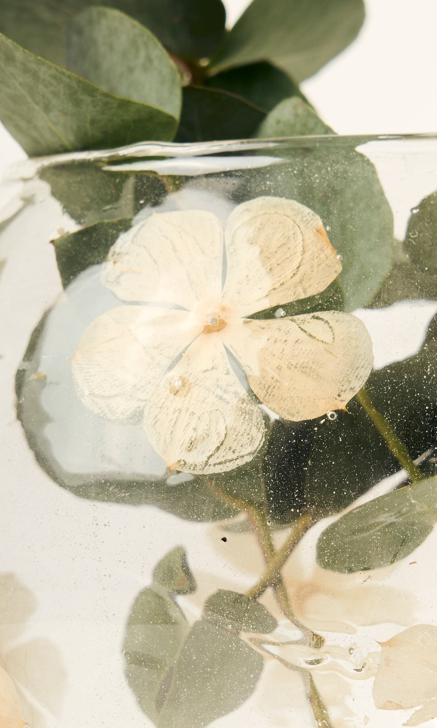 Plümo- Pressed Flower Vase featuring a white pressed bloom and green leaves in recycled glass, shown in close-up.