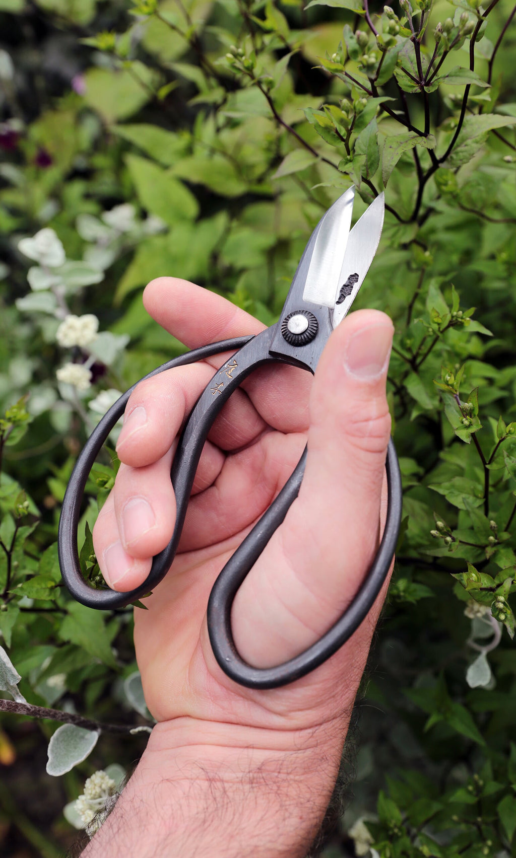 Plümo- A hand holds Higurashi scissors, ready to trim green leafy plants in the garden.