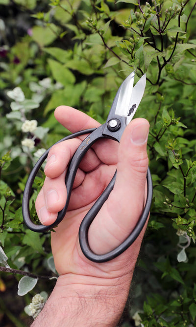 Plümo- A hand holds Higurashi scissors, ready to trim green leafy plants in the garden.